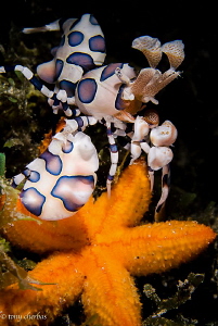 Chow Time! A Harlequin Shrimp drags a young Seastar back ... by Tony Cherbas 